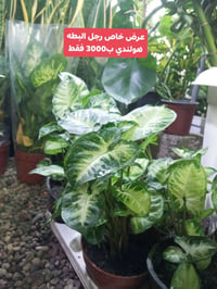 عرض يومين • ما بي توصيل • مشتل الظلال