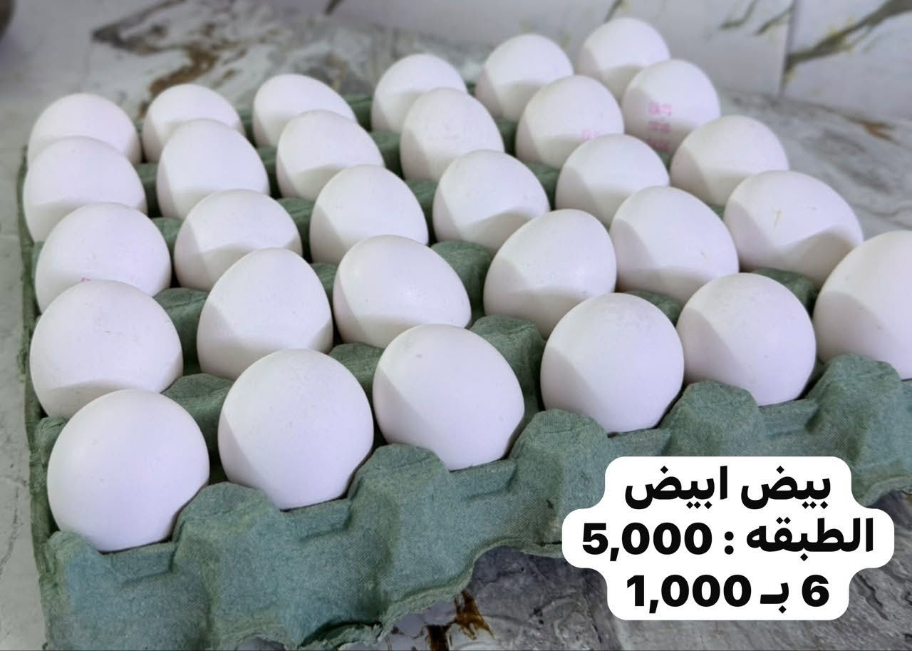 بيض ابيض • عرض نار • السويب شارع 200