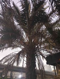 نخل • للبيع • واتساب