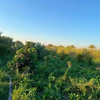 ٦ دوانم • طابو زراعي • ٤ منازل