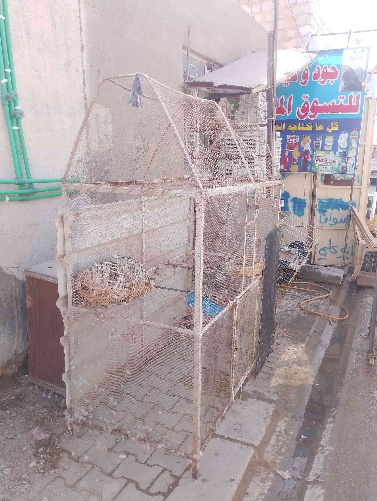 نجف حي النصر
