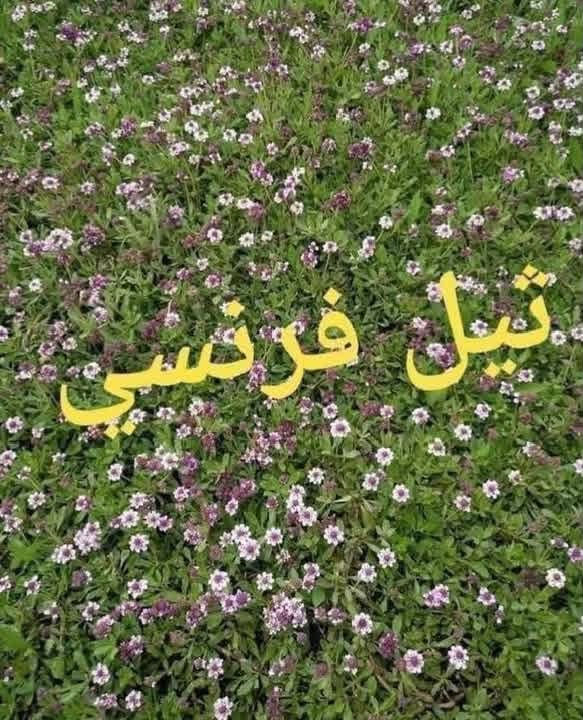 باسعار ثيل ديالى الطبيعي 🏡
أهلاً بكم في مجموعه مزارع ديالى لثيل الهندي الطبيعي 🌿🌱
 نقدم لكم افضل انوع الثيل الطبيعي عالي الجوده يتحمل كافه الضروف البيئية.🌦️🌞
دائم الخضرة🌿🌳 وباسعار تنافسيه وعروض مميزة ☘️❤️
#مستعدون لتجهيز وفرش الحدائق🏡 ودوائر الدولة🏡والمنازل🏡🏡
و تجهيز الملاعب🏟️ والمنتزهات بانسب الاسعار مع ضمان الجودة العالية في العمل👷👷

مع خدمة التوصيل خلال24ساعه🚛🚛  
الاسعار 💵💸 تختلف حسب الكمية 
للاستفسار الاتصال على : 
او التواصل مع الصفحه عن طريق ارسال رسالة على الوتساب او الاتصال📞‏***********
