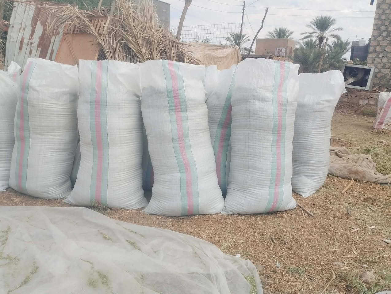 تبن • بزر • فول الشل