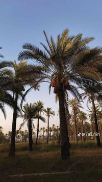 البو سعبر • ٤ نخلات