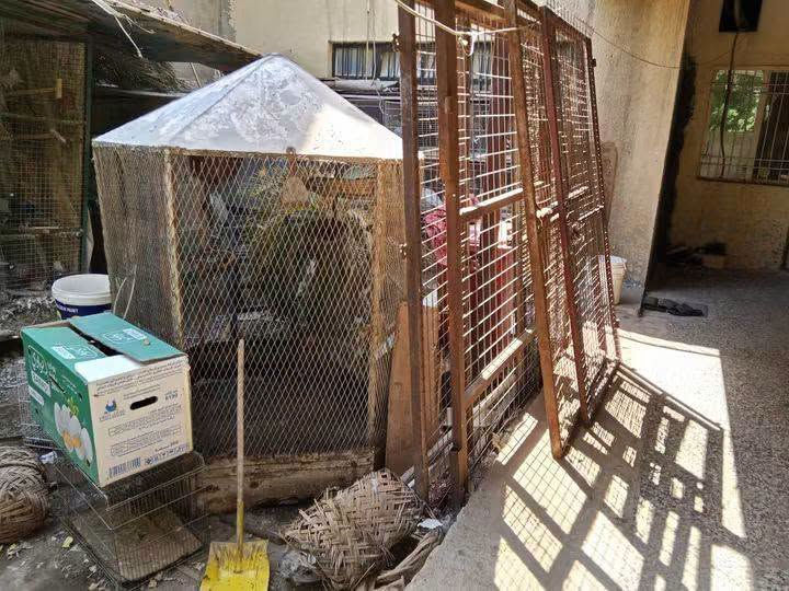 قفصين حديد وقفص خشب ب100 كلهن بغداد شارع فلسطين ***********
