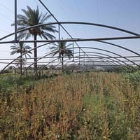 بيت زجاجي لبناني جديد مستخدم موسم واحد فقط للاستفسار الاتصال على الرقم...