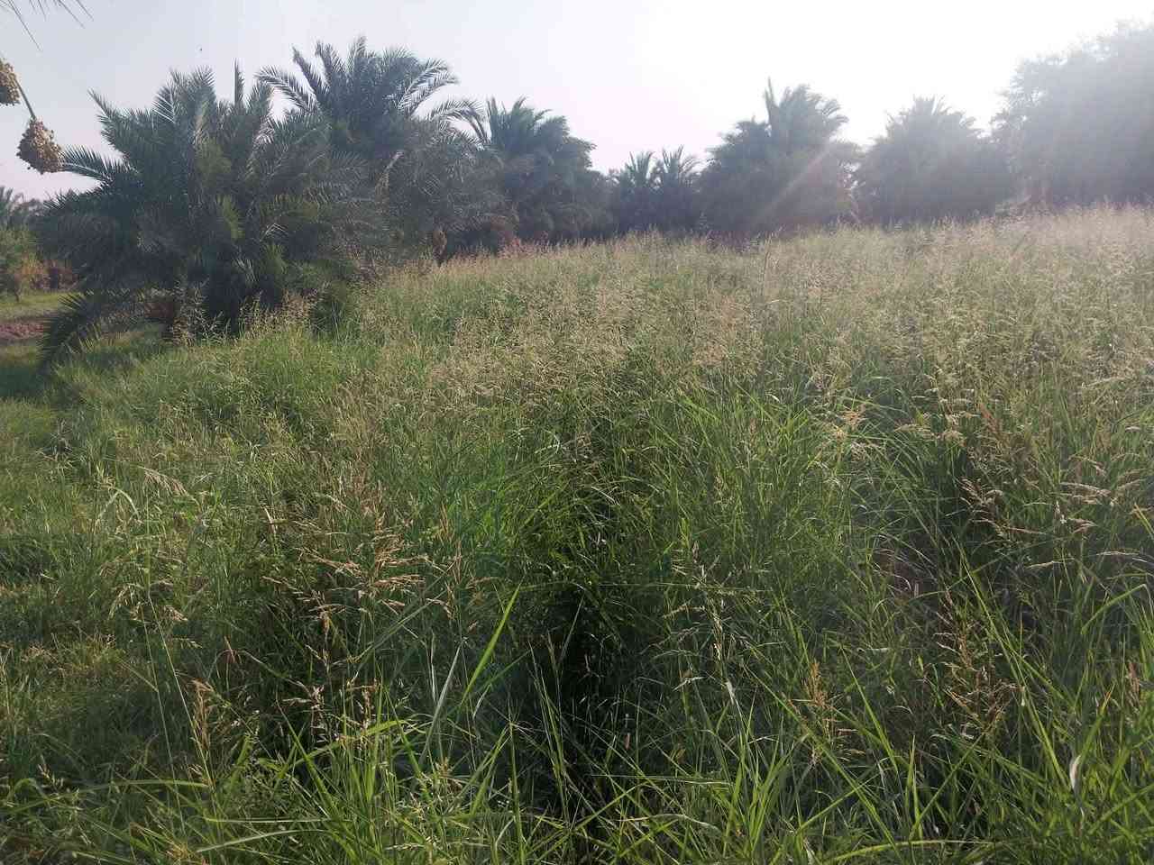 ارض زراعيه للبيع مساحته دونم يوجد فيهاا تقريباا 30 نخله ماي وكهرباء وكلشي متوفر بيها تقع بين الشط والشارع العام مقابيل اذاعة الغراف لتواصل 
***********

