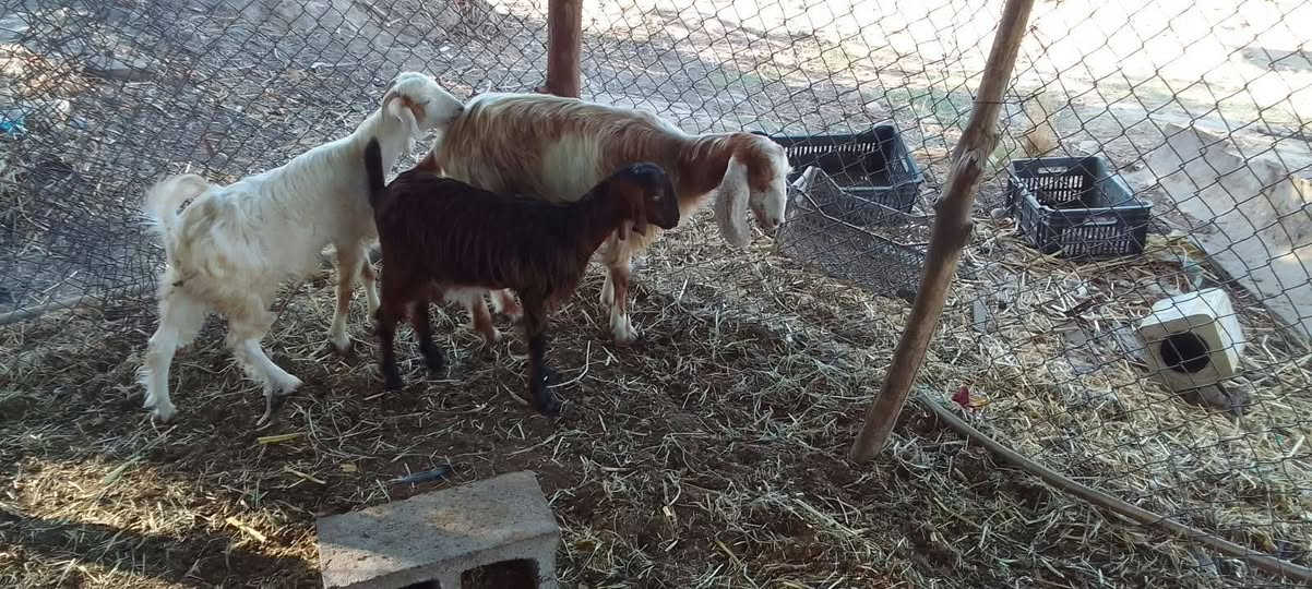 سخلة مطفل • صخلة وجدي • ام شعيفه