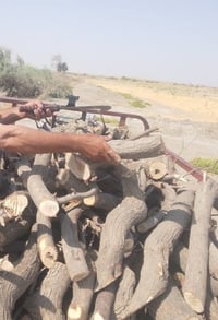 حطب • دانيه • ستوته