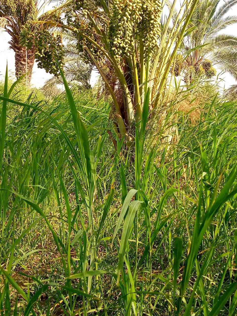 السلام عليكم بستان مساحه دونمين على نهر الوفاه من تعبر جسر اصبحه منطقى زيناويه السعر55وبي مجال الشراي جميع الخدمات متوفره ماء مجاري كهرباء الاتصال على الرقم ***********
