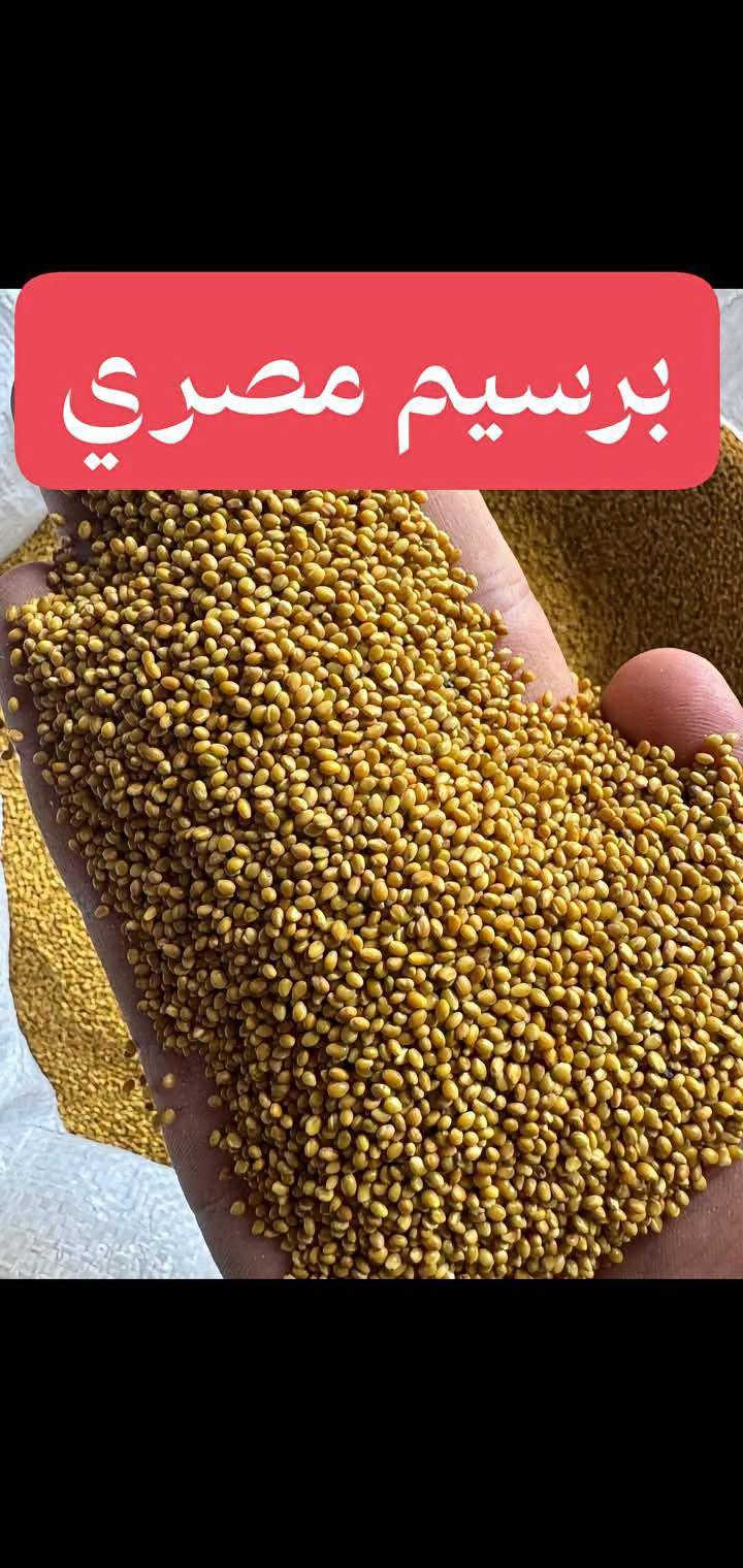 بذور • جلايفوسيت • برسيم مصري