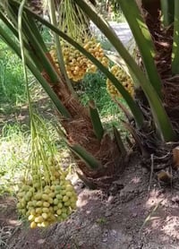 فسائل نخل • انواع متعددة • كربلاء