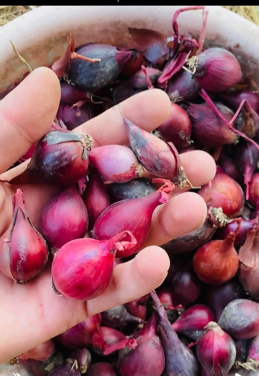 السلام عليكم متوفر زيتون عنة
الزيتون المطاول ١٠٠٠

والزيتون الخستاوي١٧٥٠

وبصل (فسقة )  جديدة سعر كيلوين ١٧٥٠

فسائل نخل  خستاوي مقلوعة بشكل صحيح والفطام غير متضرر وبيهه جذور شكل التمر الأم منزلة وية الصور 

للحجز مراسلة الصفحة اومراسلة الرقم ‭***********‬

ويوجد  توصيل  عنة 

الرمادي وبغداد للزيتون

نص مكتوب في الصور:
- زيتون حسباوي 175
- خستاوی ۱۷۵۰ خشن
- زيتون مطاول الكيلو