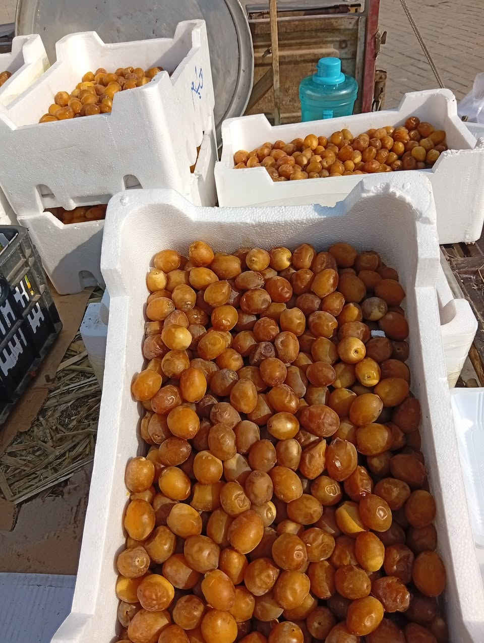 برحي درجة اولى • بريم ناشف • فلكة ابو دشير