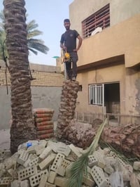 قص الأشجار • قص النخيل • نشتري بستان
