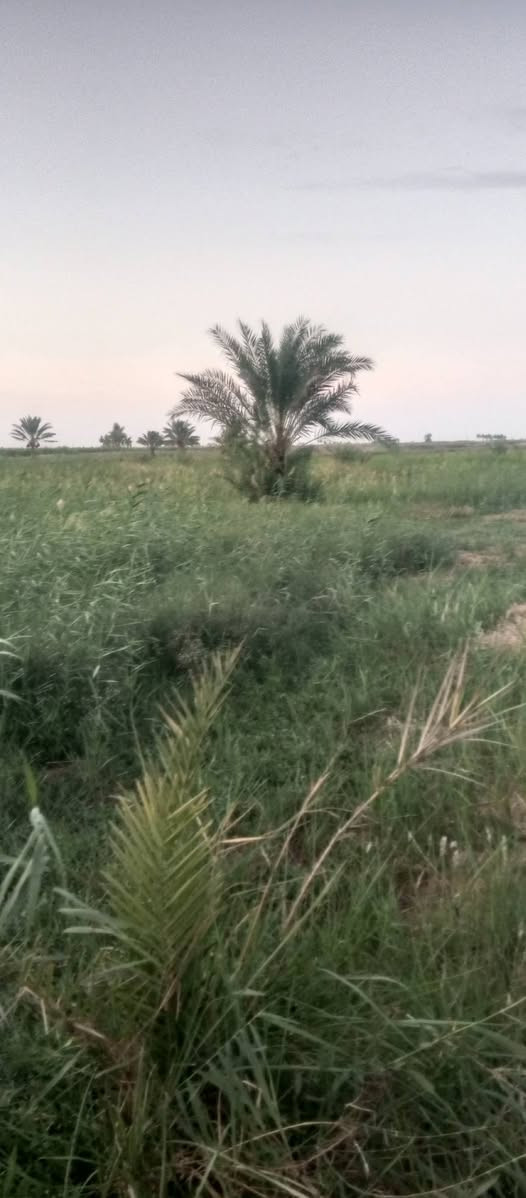 4 دوانم للبيع في منطقة ابراهيم ابن علي قرب سبع بور سند 25( *********** ) *********** وتساب موجود تحويل مباشر اي مشكله ماكو
