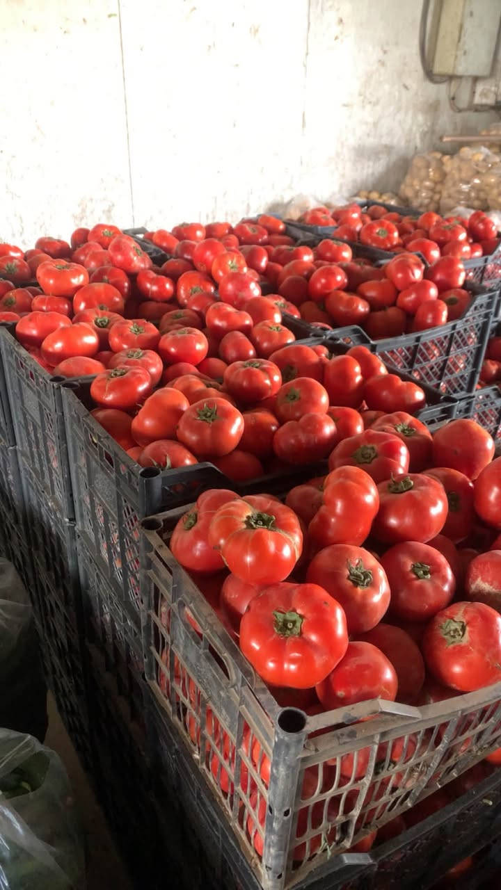 خضروات وفواكه • طماطه • سوق الثعالبه