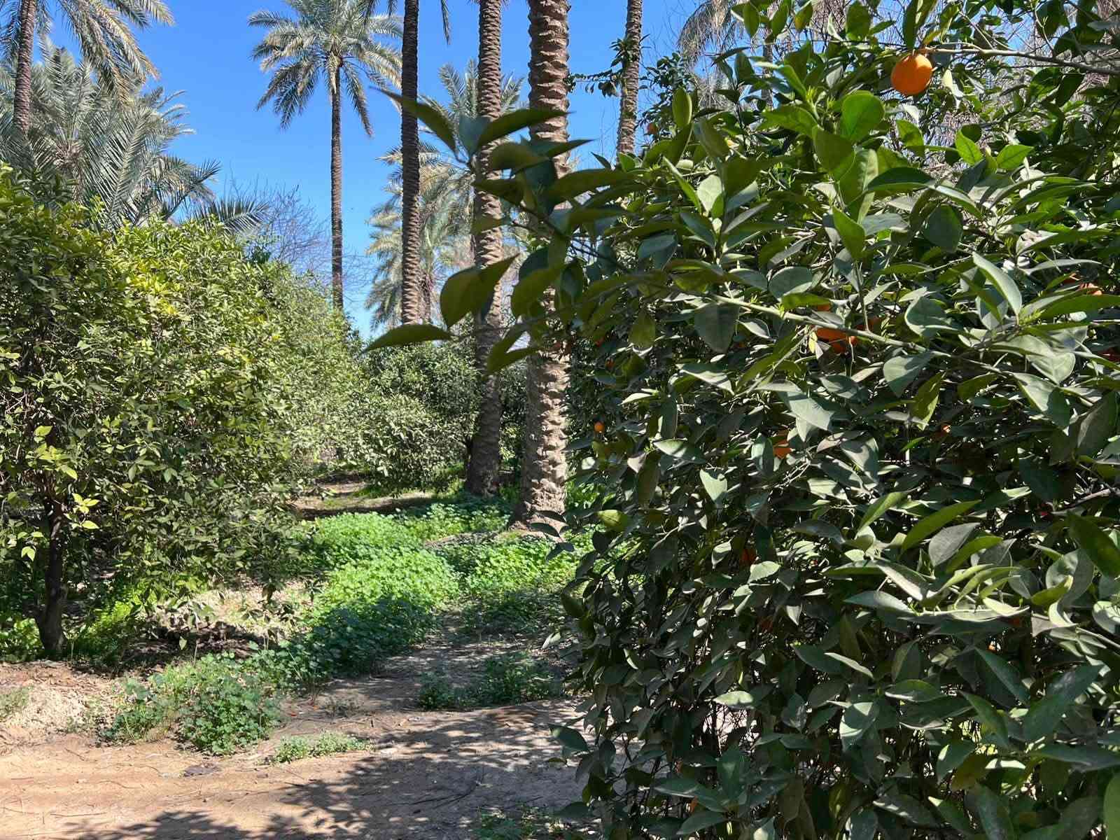 ٤ دوانم • طابو زراعي • الحويش