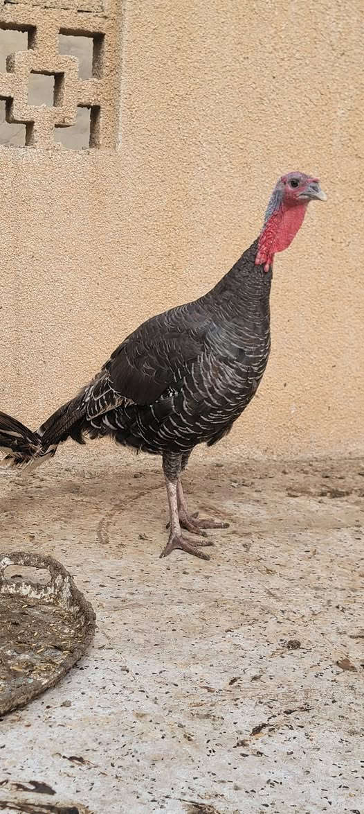 سيت • فسيفس • ٣قطع