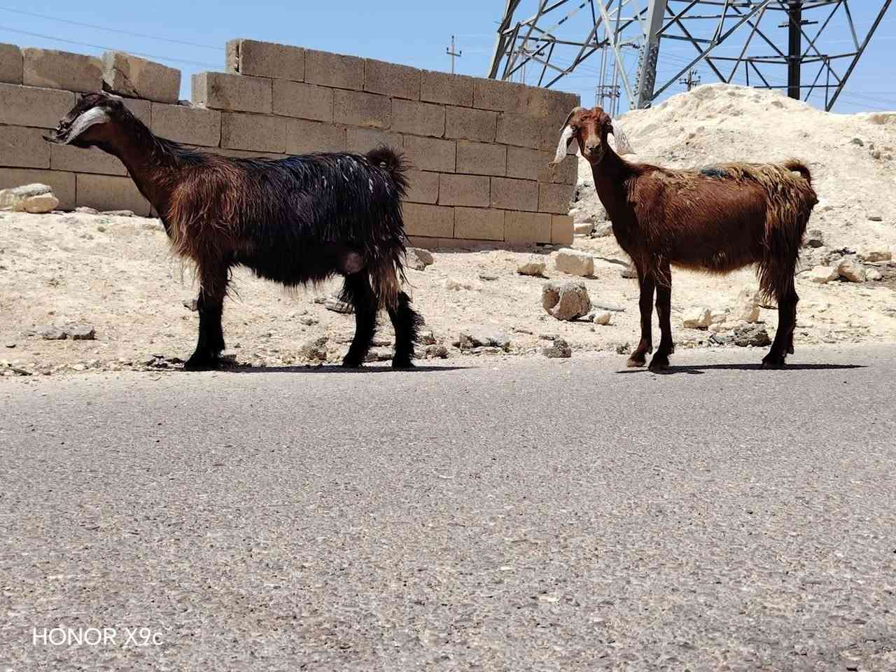 بسم الله تبارك الرحمن ♥
ماشالله يأخوان ليشوف لحلال يذكر الله ويصلي ع نبي 
متاح زوج جذاع لجبات وحليب ومعشرات جذاع فول خشان مال بيت معالفات ماشالله عليهن تبارك الرحمن ♥شرط نصاح سن وشطر وعلاكل عيب سعر زوج«485» مكان الانبار حديثه توصيل موجود حسب لاتفاق «***********»واتساب موجود
