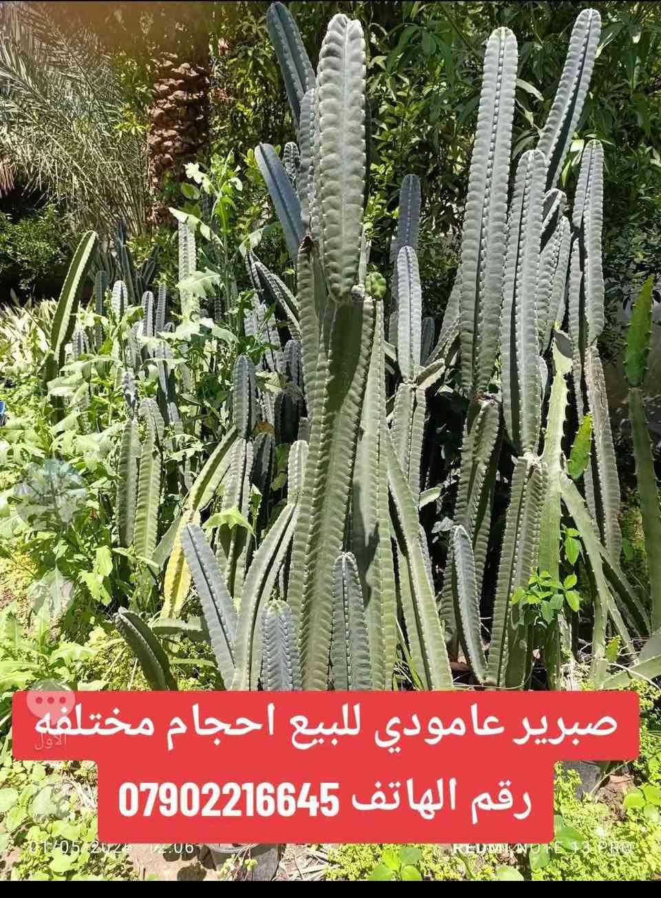لا توجد تفاصيل

نص مكتوب في الصور:
- خف البط مشطب السعر 1500رقم الهاتف ***********
- دراسينيا أذريه الطول متر 2500رقم الهاتف 0790221665
- صبرير عامودي للبيع احجام مختلفه رقم الهاتف ***********
- شمع دان سعر 5000 رقم تلفون ***********
- دم العاشق سندانه 17 سعر 1500رقم تلفون ***********