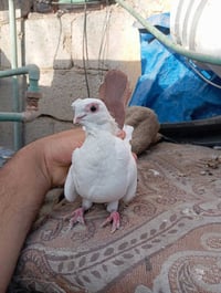 كربلاء حي العامل • زوج ذيل أحمر