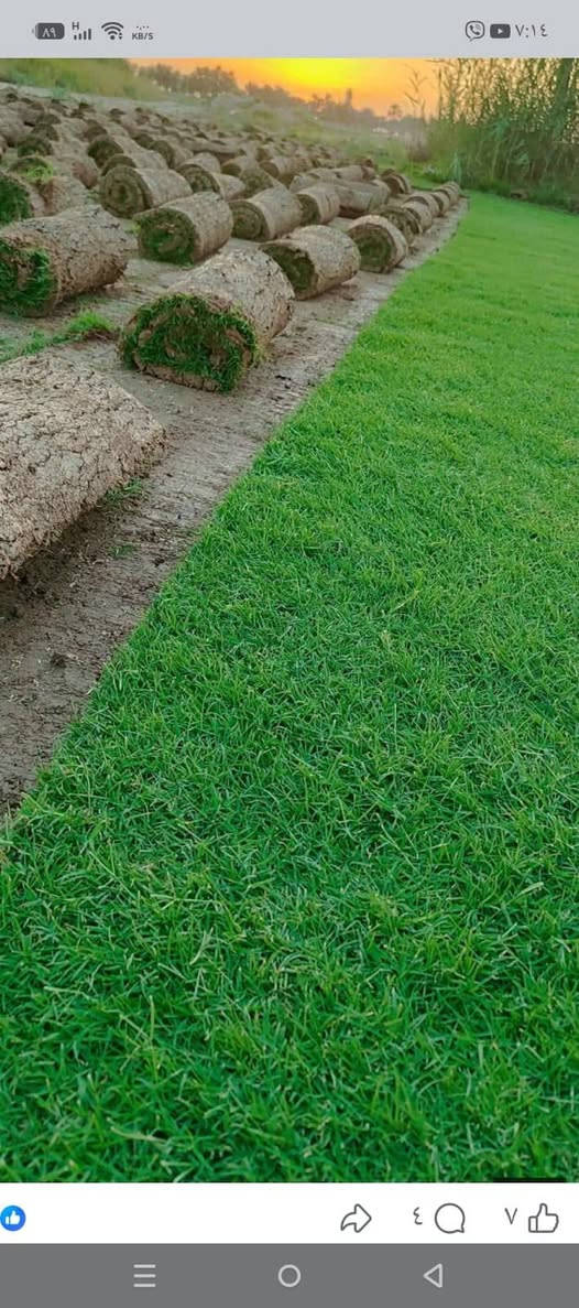 شركة ديالى للثيل الطبيعي 🌿
✨ نقدم لكم أفضل أنواع الثيل الطبيعي عالي الجودة ✨
✔️ يتحمّل جميع الظروف البيئية 🌦️🌞
✔️ دائم الخضرة وجذاب المنظر 🌳
✔️ بأسعار تنافسية وعروض مميزة 💸❤️
🚛 توصيل مجاني خلال 24 ساعة
👷‍♂️ ضمان جودة في العمل والتجهيز
نُقدّم خدماتنا في:
🏡 فرش وتجهيز الحدائق
🏢 دوائر الدولة
🏠 المنازل
🏟️ الملاعب والمنتزهات
💰 الأسعار تختلف حسب الكمية
📞 للاستفسار والتواصل:
📱 ***********
📱 ***********
أو راسلونا عبر صفحة الفيسبوك أو الواتساب مباشرة.

نص مكتوب في الصور:
- لاسباني
- Greenbough.ie