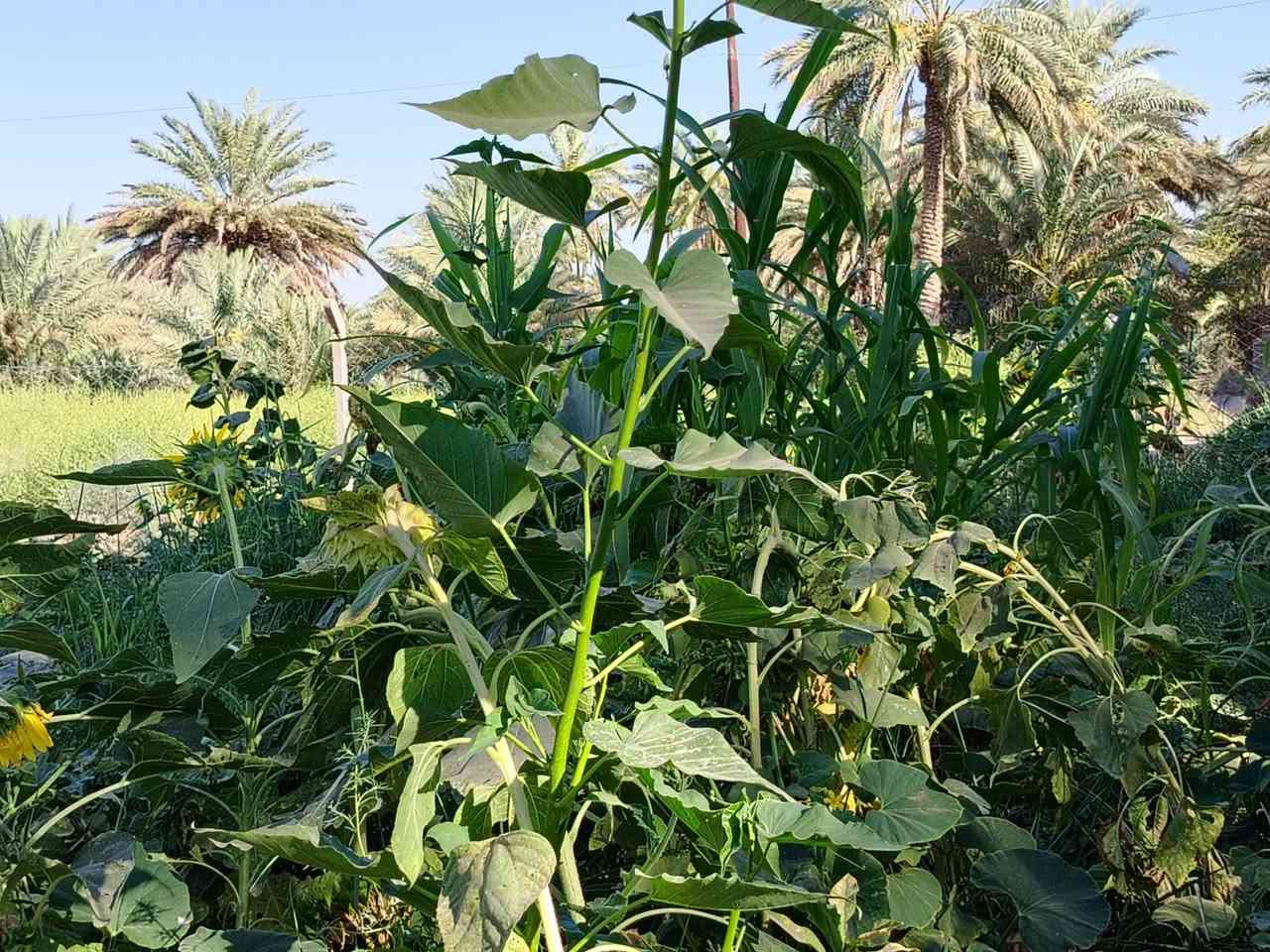 بسمي كربلاء • ١٠٠٠م • طابو زراعي