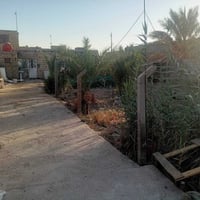 ٦٠٠م • منزل ١٥٠م • نخل ١٢
