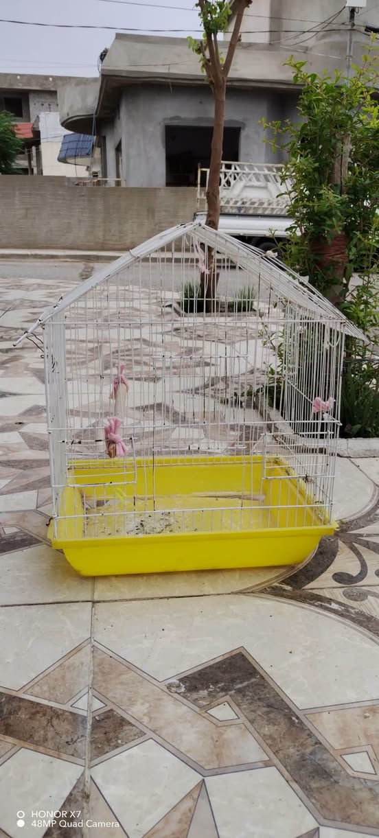 شيشة • بلا عيب • دربندخان