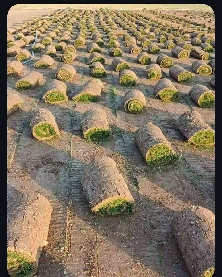 سلام عليكم.    الي يريد يحجز ثيل هندي نوع ممتاز.   
سعر المتر.  المربع 2000.     يعني القطعه بس ب الف.   
 واصل الى عنه.   الى الباب.   بس ب 2000. للطلب والحجز.  المراسله او الاتصال.    
***********
***********
مشتل محمد عواد الراوي
