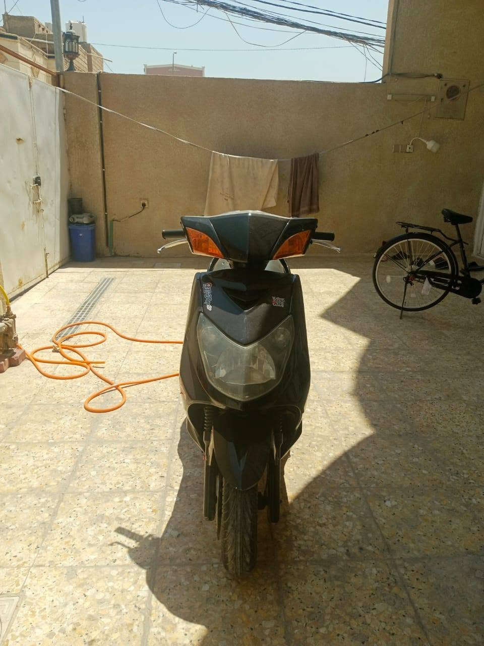 سكنس ياباني فحل للبيع***********مكاني كربلاء شهداء سيف سعد
