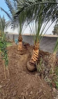 تجهيز مزارع • تشجير وبساتين • انواع النخيل