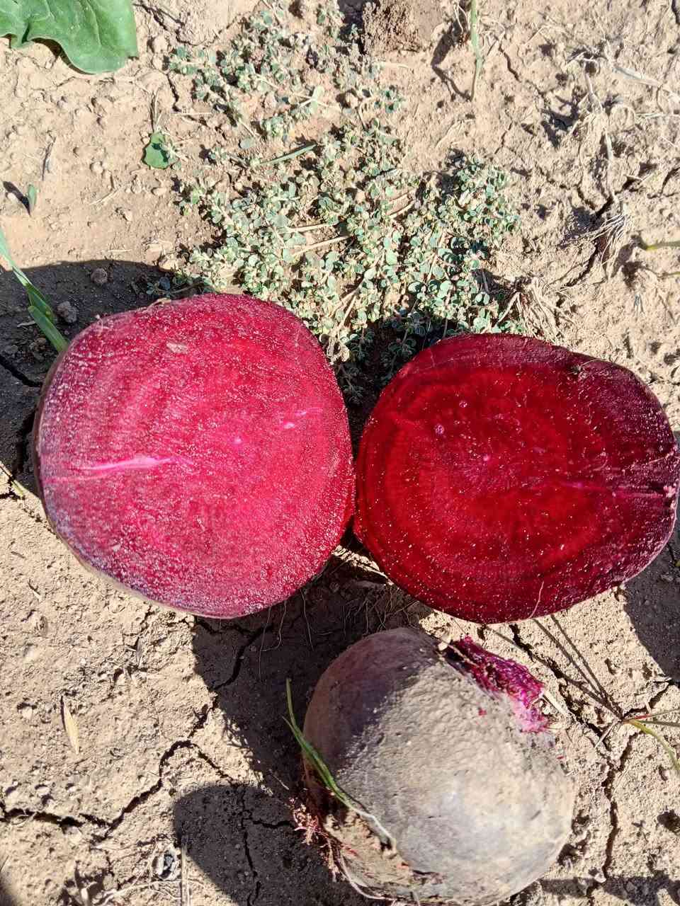 شوندر • نوع فرنسي • الحمدانية