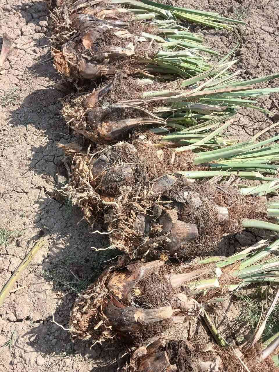 متوفر فسائل شويثي شكر ام الأصابع خضراوي مندلي زاهدي ديري فالطلب فسائل اكبار كلش وجذورتهن تخبل ***********
