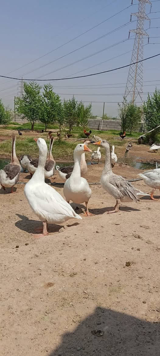 سلام عليكم للبيع بط كوبره ومظرب وعادي العنوان زبير دواجن قرب سيطرة البحرية الاتصال برقم ***********
