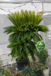 🌴  نخلة سايكس عراقية فخمة بحجم مميز جدًا 🌴  إذا تبحث عن نبات يلفت النظ...
