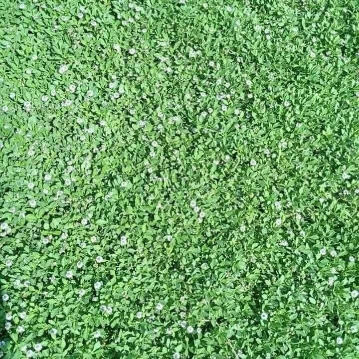 ثيل طبيعي • هندي درجة أولى • تجهيز كميات