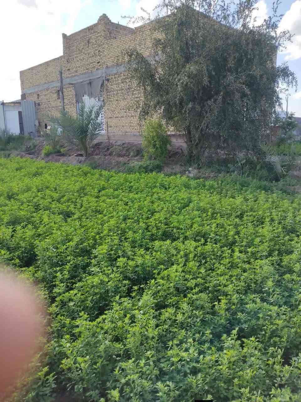 الكوفه العباسيه • طابو زراعي • ١٢٠٠م