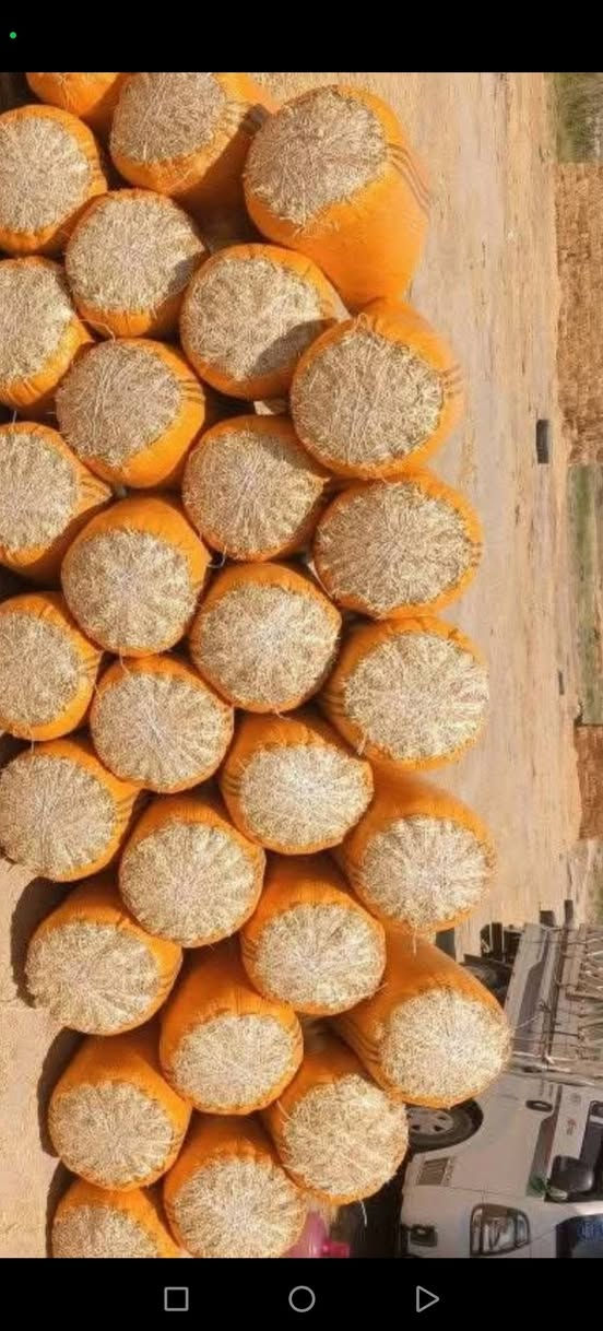 تبن درجة أولى للبيع كافه الاحجام موجوده للاستفسار الاتصال على الرقم ***********
