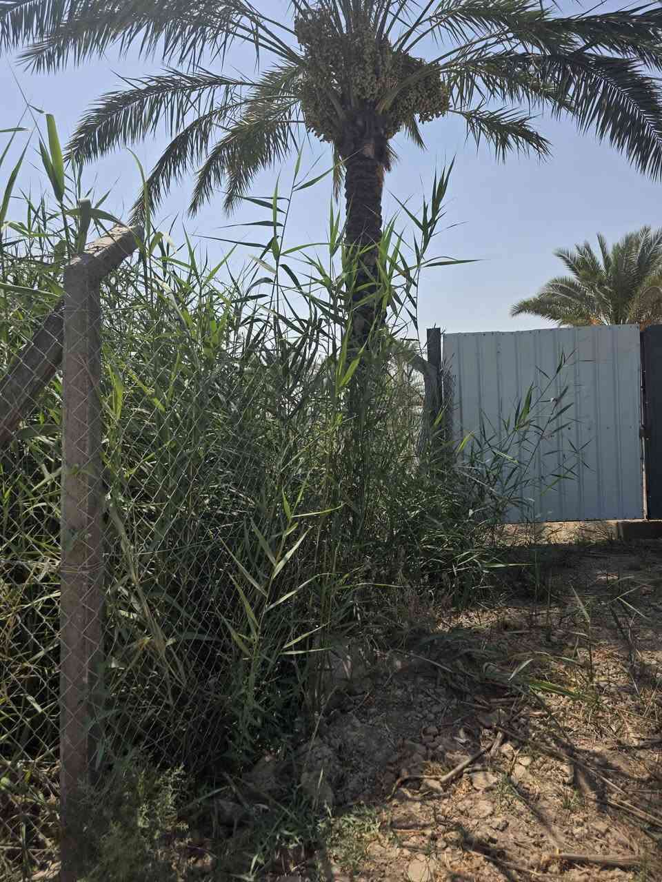 السلام عليكم ورحمة الله وبركاته🫱🏽‍🫲🏻
متابعينا الكرام 👥
ارض طابو سند 25 المساحه"اربع دوانم"🌹
يتوفر فيها نخيل 🌴وحمضيات🌳 وماء للسقي💦 وتكون مسيجه بالكامل ⛩️الشارع ست مترات🛣 على السوك ومدارس وخدمات👌🏻
العنوان: الشيخ حمد_عيادة دكتور سليمان🏨_قرب مدارس الشيخ حمد🏫
للاستفسار الاتصال على الارقام الاتيه كورك: ***********📞
اسيا : ***********📞
#مَكتب_ديرتنا_للعقار 🏢
#بإدارة_أحمد_أبومصطفى 🌹
