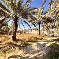 نزال الملالي • ٨٠٠م • سند ٢٥