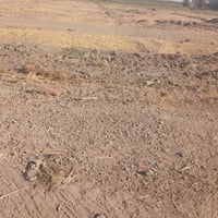 المحمودية شيشبار • ٢٥ دونم • بئر ماء كهرباء