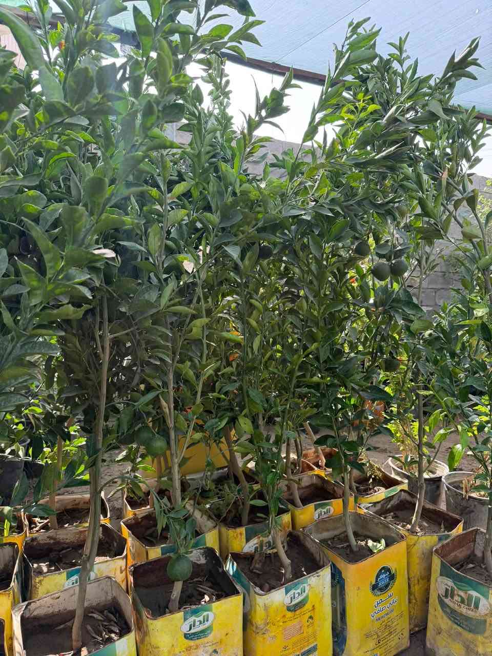 مشتل نواد الخيرات • أشجار جديدة • الخالديه