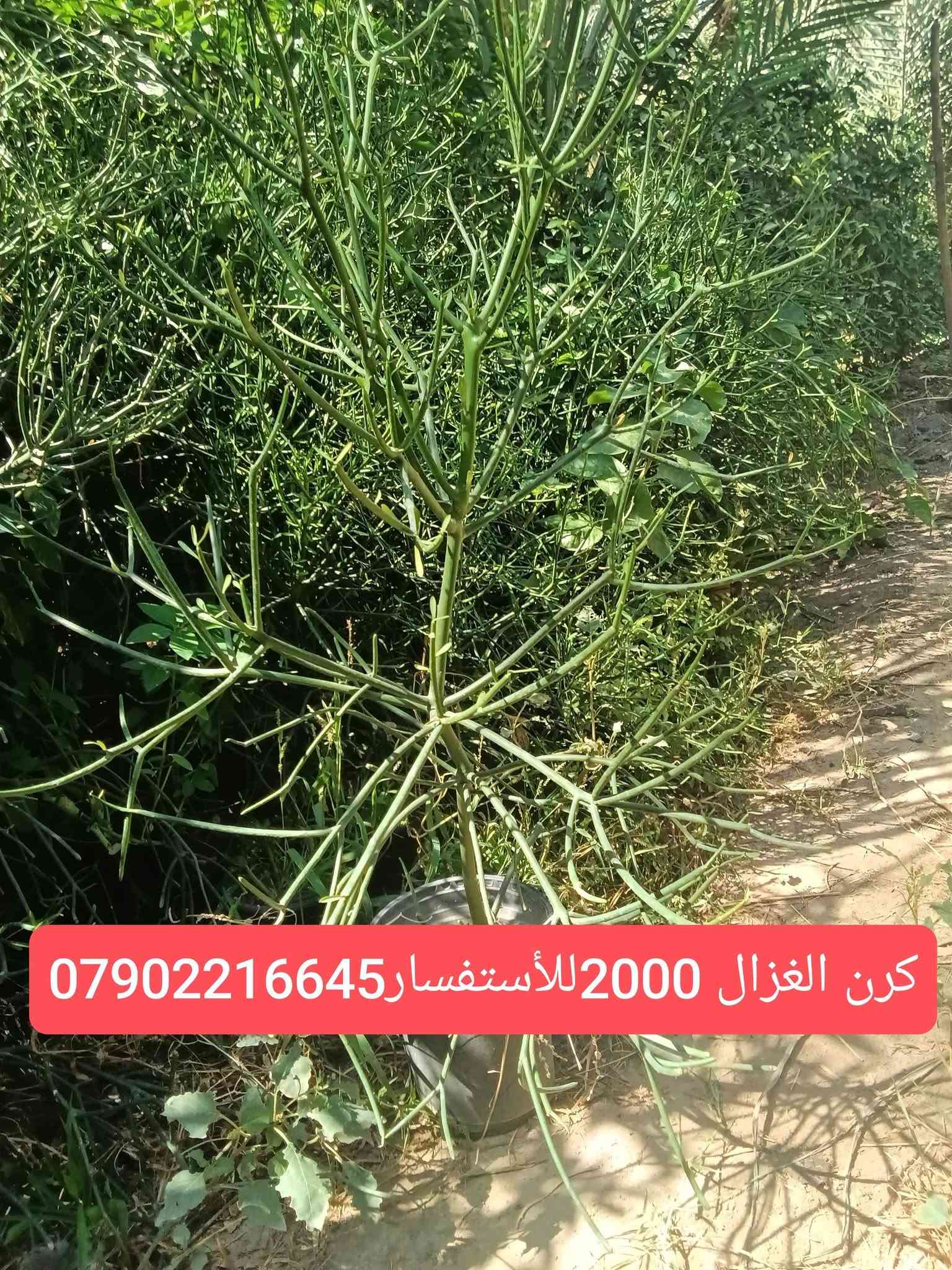 لا توجد تفاصيل

نص مكتوب في الصور:
- جلد النمر السعر 2500 للإستفسار ***********
- جربره السعر 1500 للأستفسار ***********
- مضلة الشرطي السعر 2000 للأستفسار ***********
- اكليرو سعر 4000 للأستفسار ***********
- اذن الفيل السعر3000 للأستفسار***********
- عنكبوت مشطب السعر 2500 للأستفسار***********
- كرن الغزال 2000 للاستفسار ***********
- سايكس عراقي 10000 ويوجد احجام اخرى للأستفسار ***********
- صبرير عامودي للبيع احجام مختلفه رقم الهاتف ***********