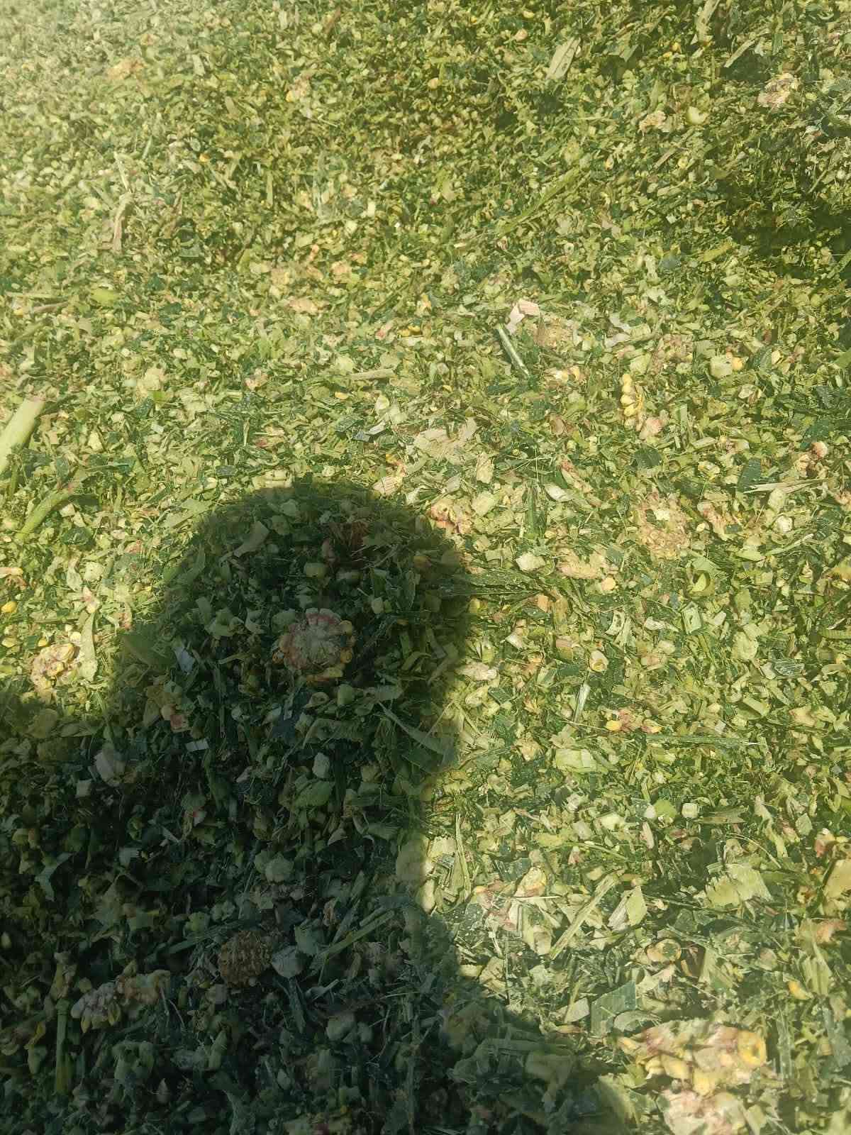 تم تجهيز طلبيات سيلاج الذرة عالي
الجودة للاخوانا في محافظاتنا العراقيه لهذا اليوم بتاريخ3/10/2026 🌾
​تعلن [مكتب وادارة ابو سجاد ] عن توفر سيلاج ذرة ممتاز بأعلى المواصفات والقيم الغذائية، بنسبة حبوب عالية  الجودة والنظافة لفترات طويلة. يساهم منتجنا بشكل مباشر في زيادة إنتاج الحليب واللحم مع توفير ممتاز في تكاليف الأعلاف. نوفر كميات جملة ومفرد بموازين دقيقة مع خدمة التوصيل والتحميل المباشر إلى جميع المحافظات  لجميع المزارعين ومربي الحلال.
📞 للحجز والاستفسار: ***********
***********
