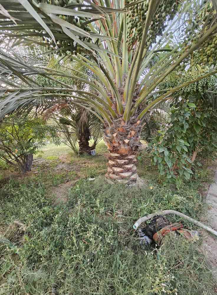 🏡 أرض للبيع – فرصة مميزة في أبي الخصيب
📍 الموقع: البصرة – أبي الخصيب – حمدان
🔹 المساحة: 1000 متر مربع الأرض فارغه
🔹 نوع السند: طابو صرف – سهم قابل للتحويل باسم المشتري
🔹 الأبعاد: واجهة 20 متر × عمق 50 متر
🔹 الشارع: تقع على شارع بعرض 10 أمتار
✅ موقع مناسب للسكن أو للاستثمار، مع سهولة الوصول والخدمات القريبة.
📞 للاستفسار والاتصال:
*********** البصرة, العراق
