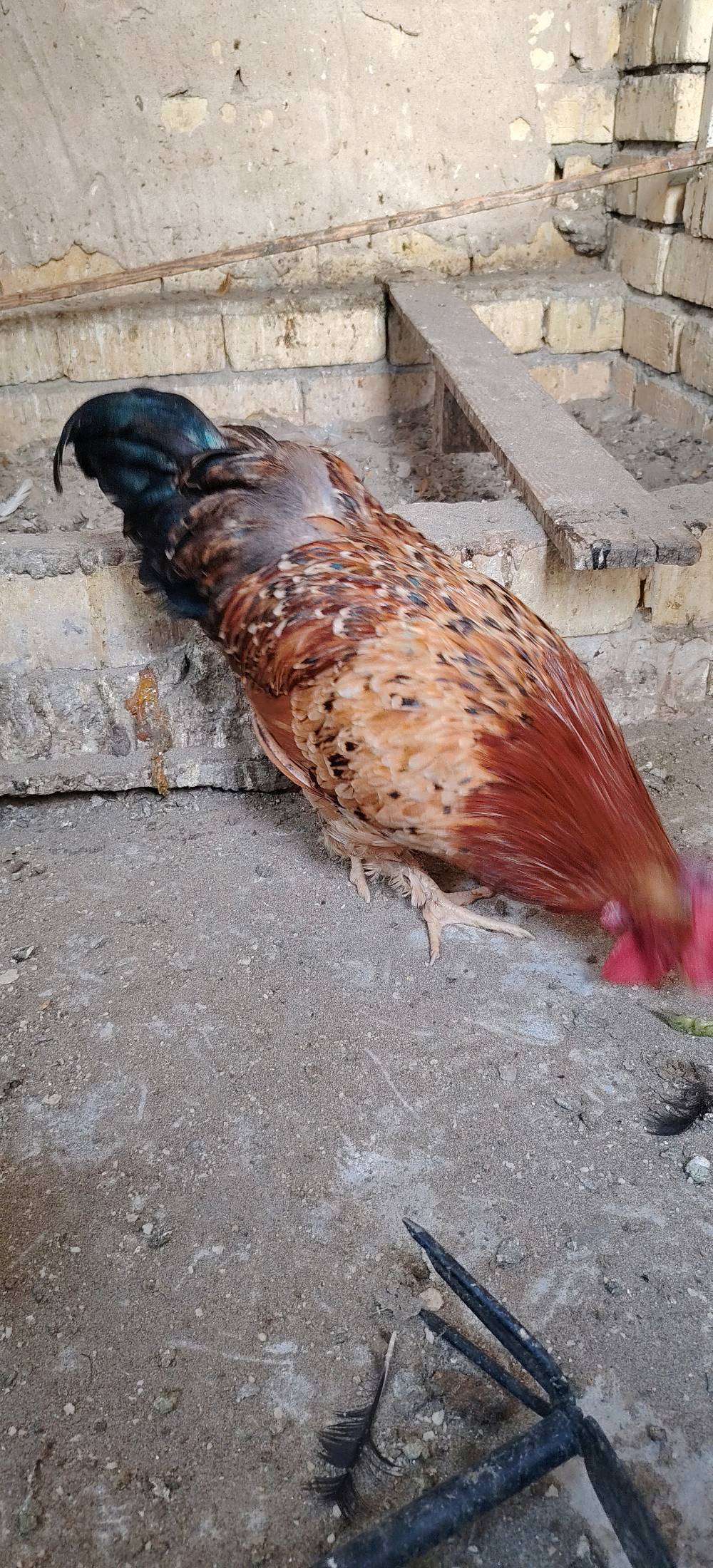 ديج كوجن • عمر أقل من سنة • بغداد الامين الثانيه
