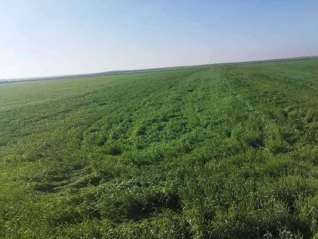 يعلن مكتب بركات العقيلة للعقار في منطقة الجمالية عن وجود عروض مناسبه دوانم وقطع سكنية وزراعية سند ٢٥ في جميع مناطق قضاء الحر سواده الحر الصغير والجمالية ومنطقة مصليخ ومقاطعة الكرطه الاسعار حسب موقع الدونم والخدمات للاستفسار 
عنوان المكتب كربلاء الحر الجمالية قبل ماتوصل شركة كآله هاتف ***********
والله ولي التوفيق
