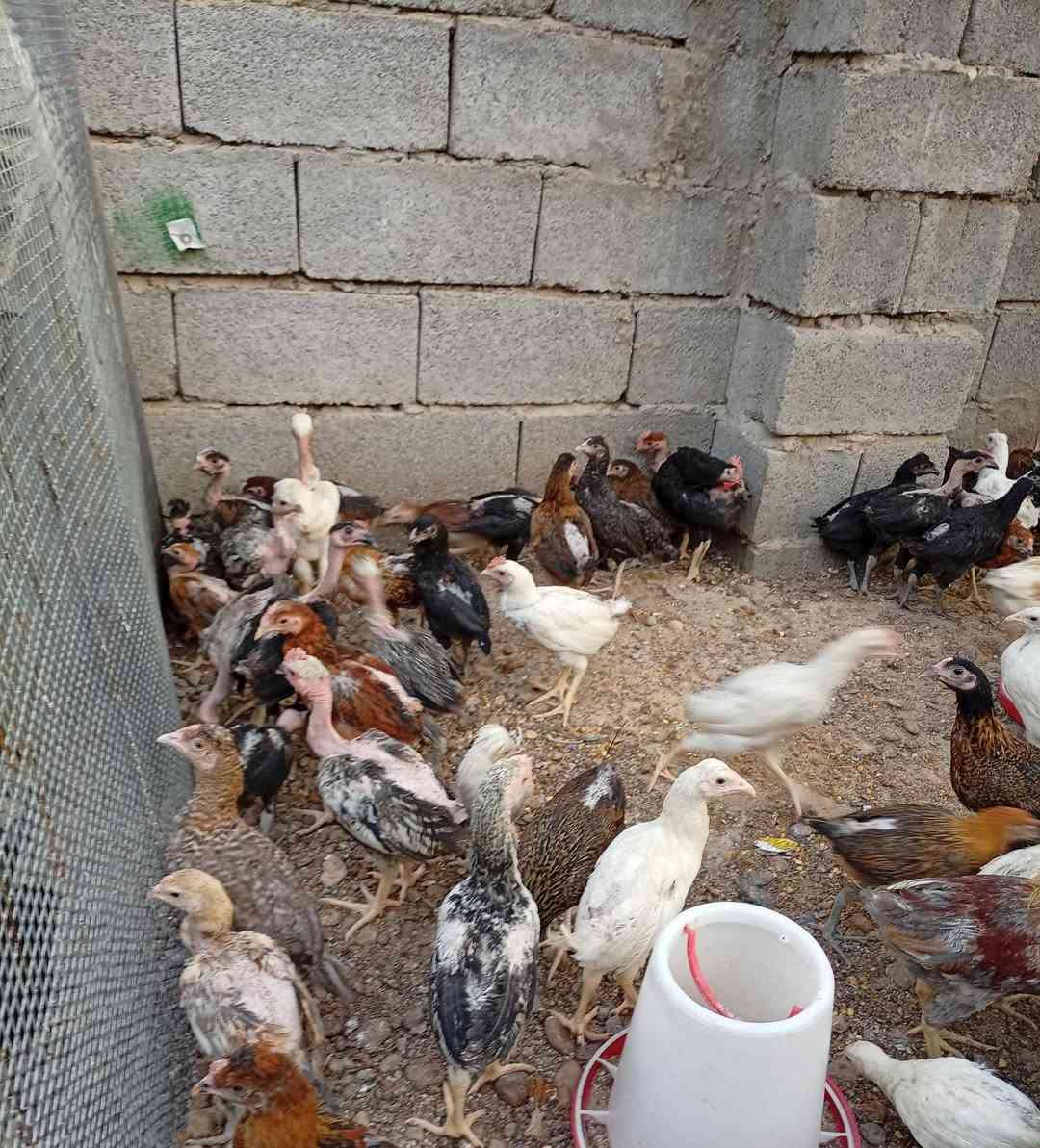 فروج عرب وابو رگيبة اصلي البيع شلع اخواني .. ماخذ لقاح نيوكاسل+ ip+جدري
للتواصل/*********** واتساب وغير متواجد على الفيسبوك 
العدد 125 زوج تقريبآ 
سعر الزوج 13 
مكاني /بغداد/ الزعفرانية
